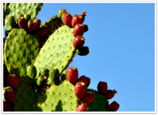 Cactus Mexico