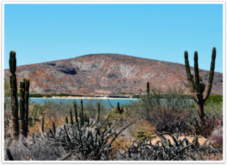 Kakteenwüste in Baja California